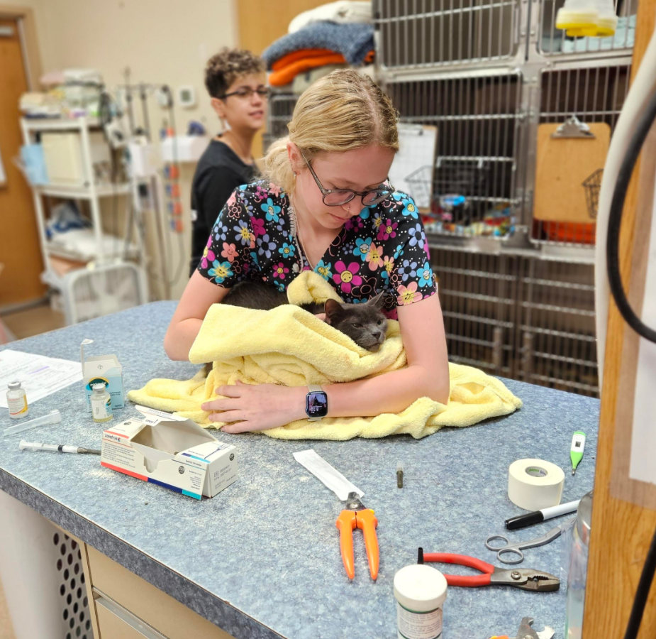 Staff member caring for a gray cat wrapped in a yellow blanket