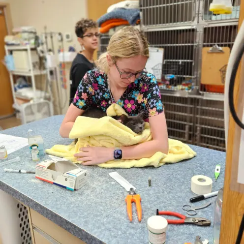 Staff member caring for a gray cat wrapped in a yellow blanket