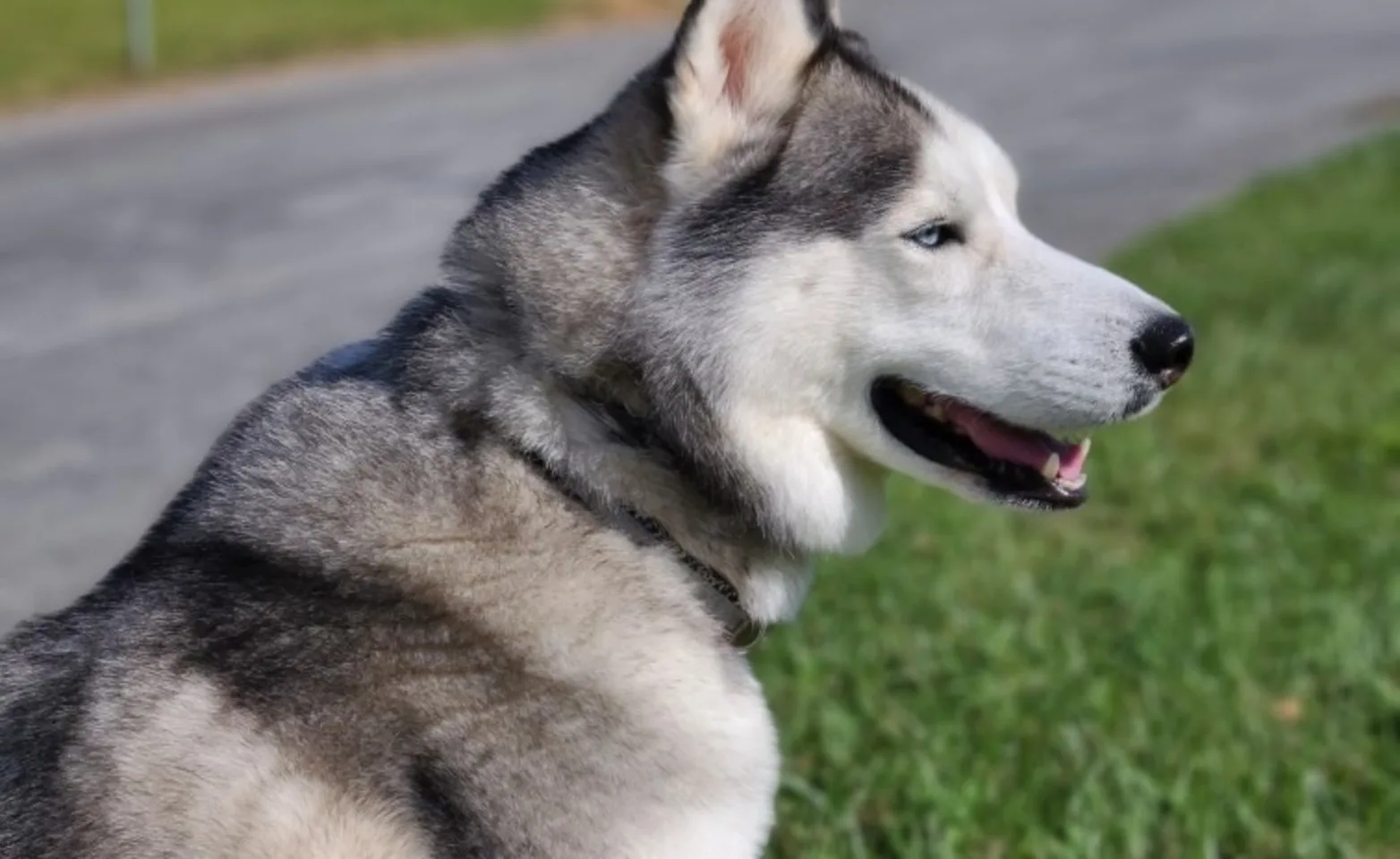 Husky looking at View Husky looking at View