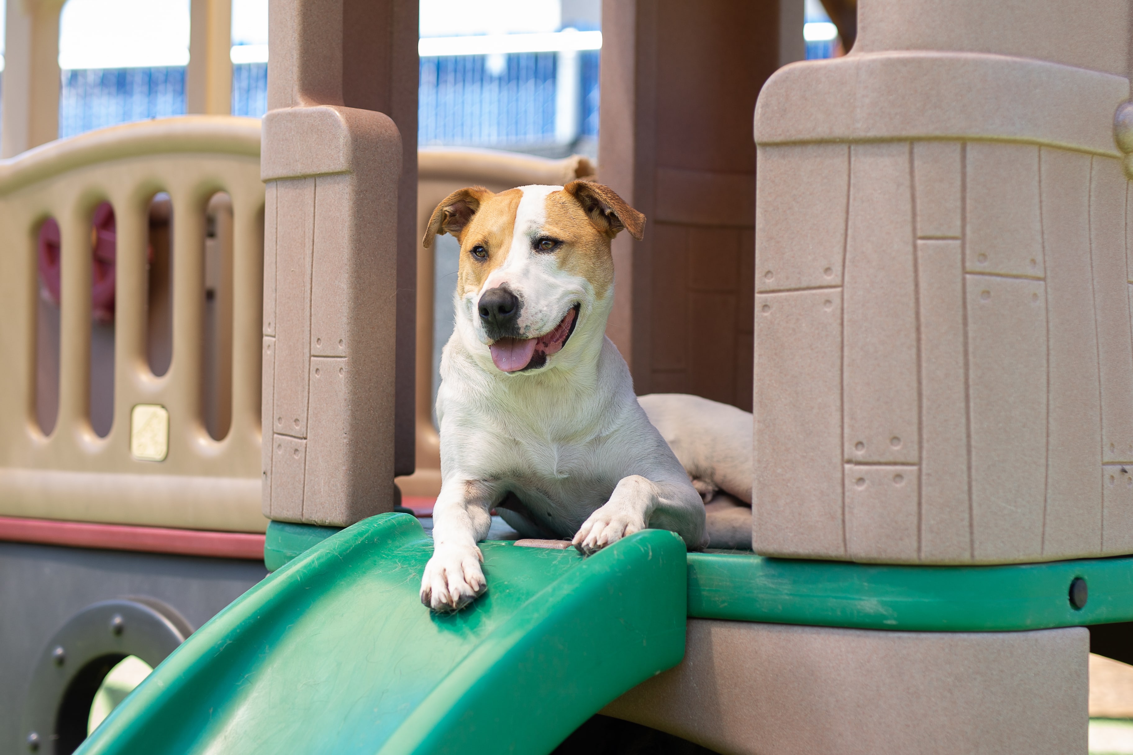 Dog on slide at Bowhaus in Boulder, CO