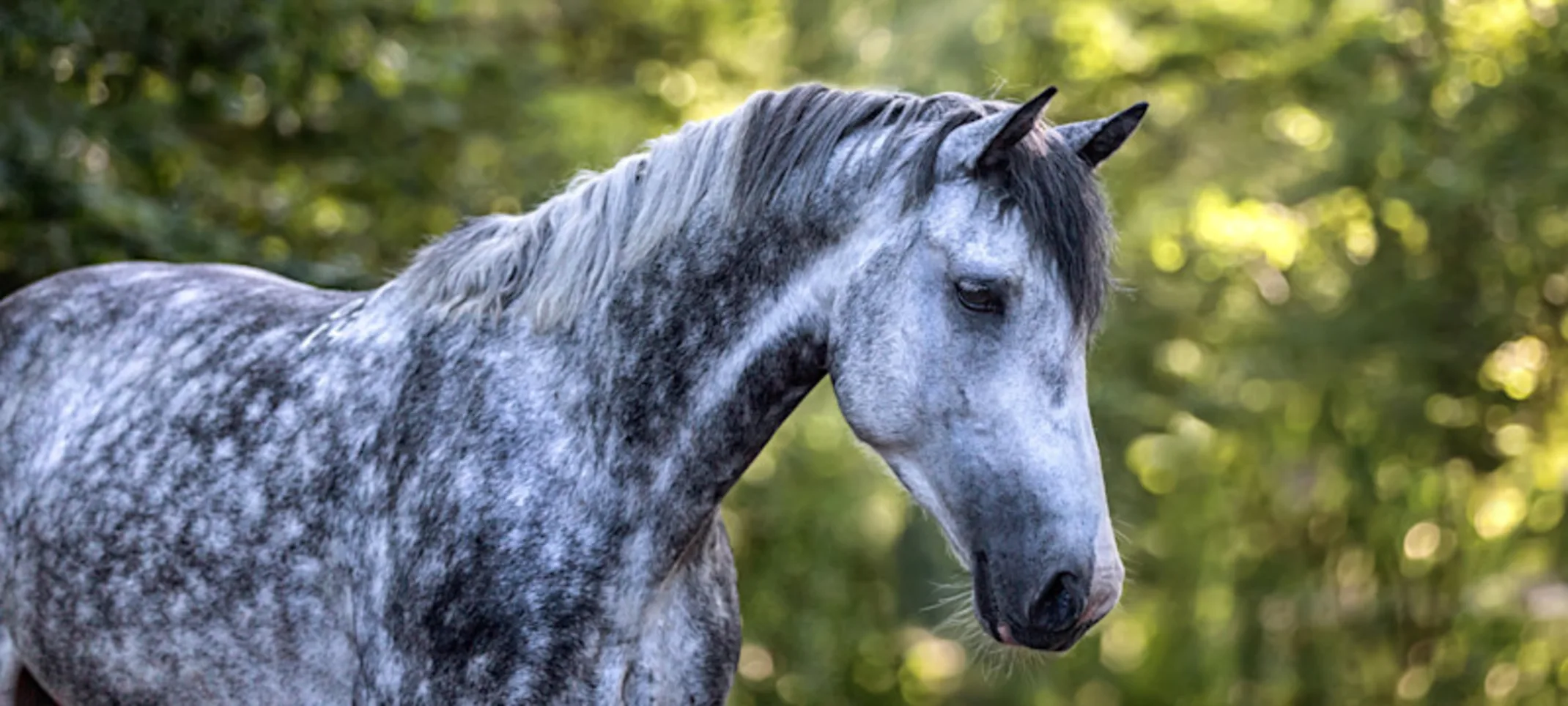 Gastroscopy of Horse Gastroscopy of Horse