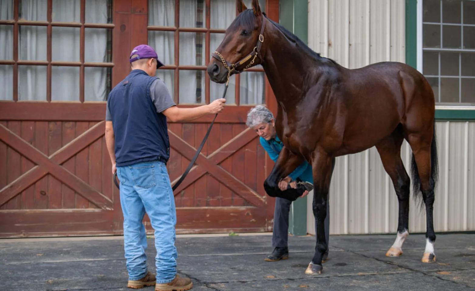 Two Veterinarians Examining a Horse Two Veterinarians Examining a Horse