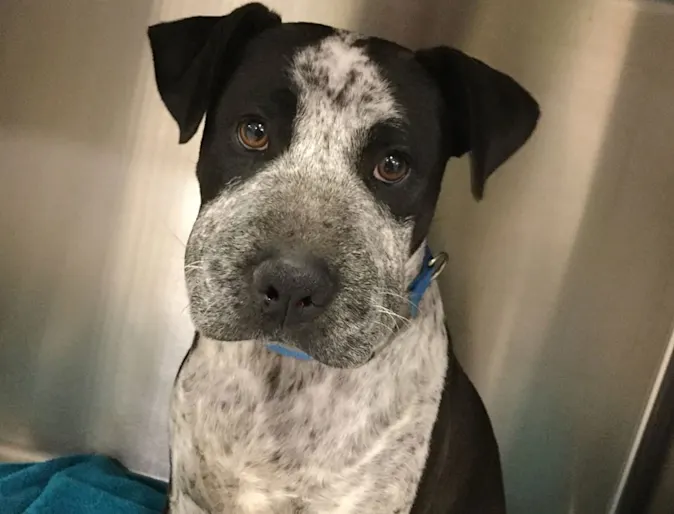 Dog with a swollen face from a rattlesnake bite Dog with a swollen face from a rattlesnake bite