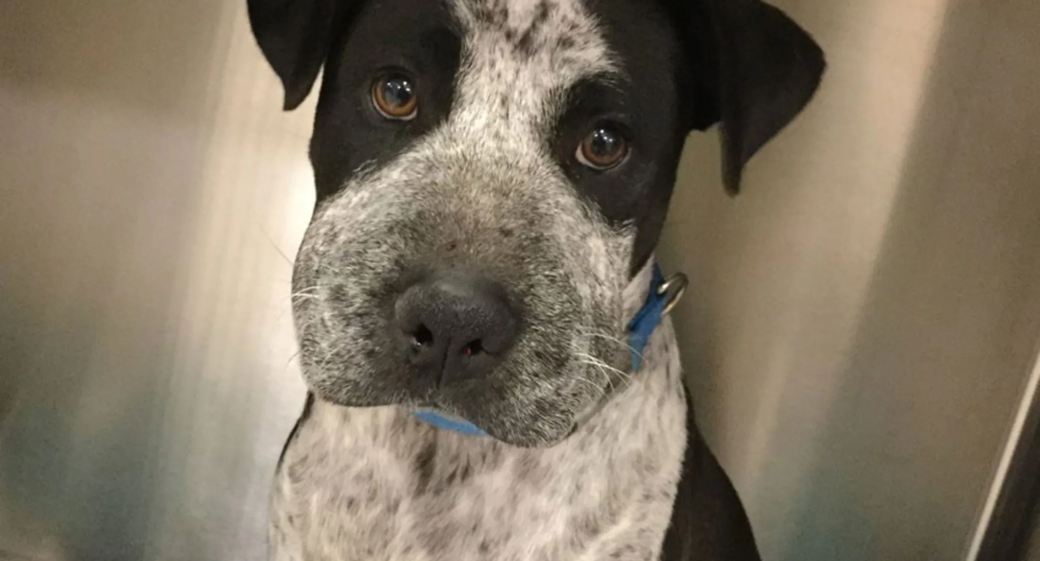 Dog with a swollen face from a rattlesnake bite Dog with a swollen face from a rattlesnake bite