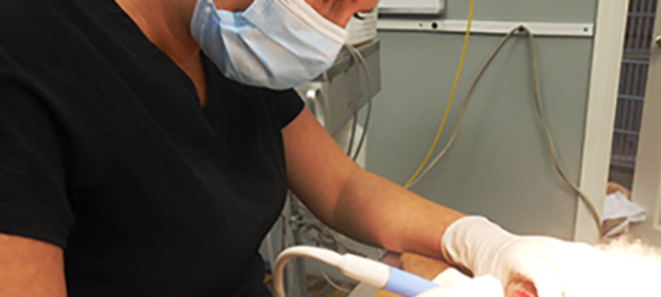 Vet performing dental procedure Vet performing dental procedure