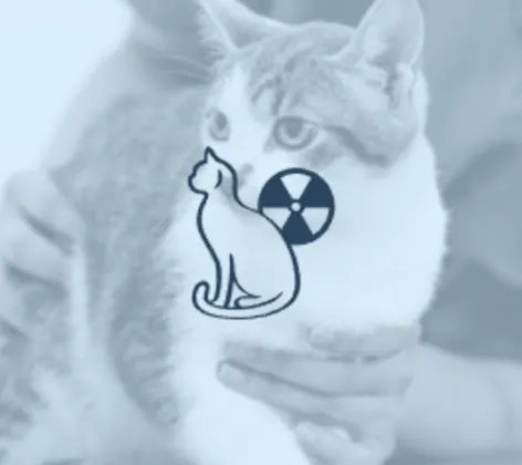 Grey cat on exam table being checked by veterinarian and a radiology cat logo Grey cat on exam table being checked by veterinarian and a radiology cat logo