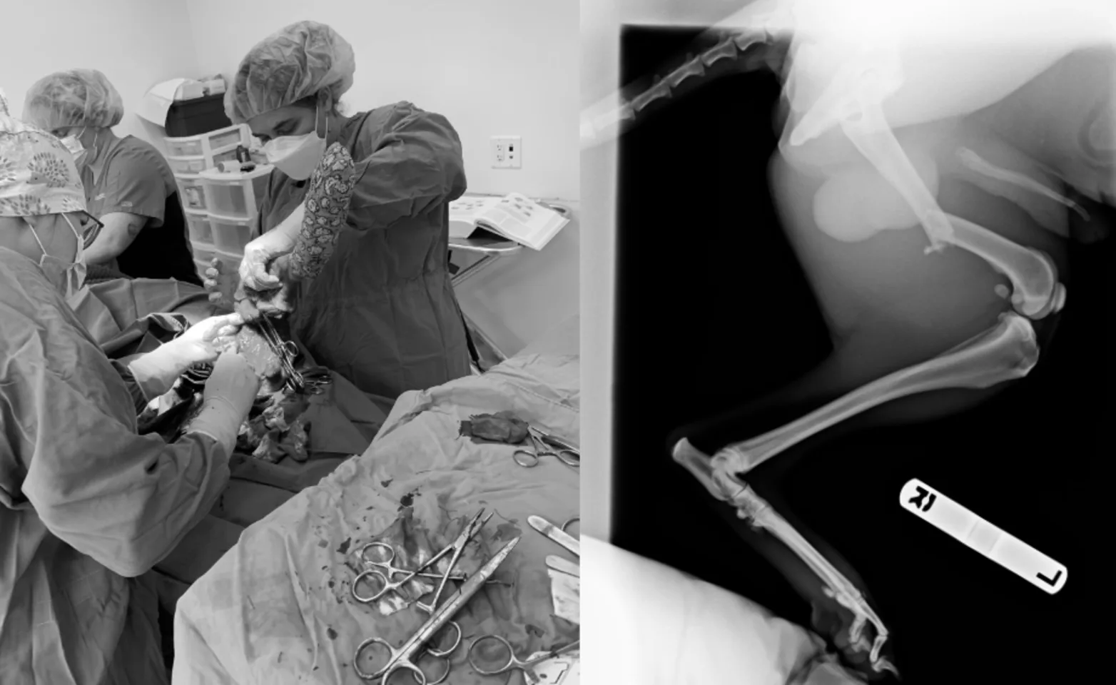 Dr. Dayton and Dr. Sola performing surgery on Zeus, a brown dog Dr. Dayton and Dr. Sola performing surgery on Zeus, a brown dog