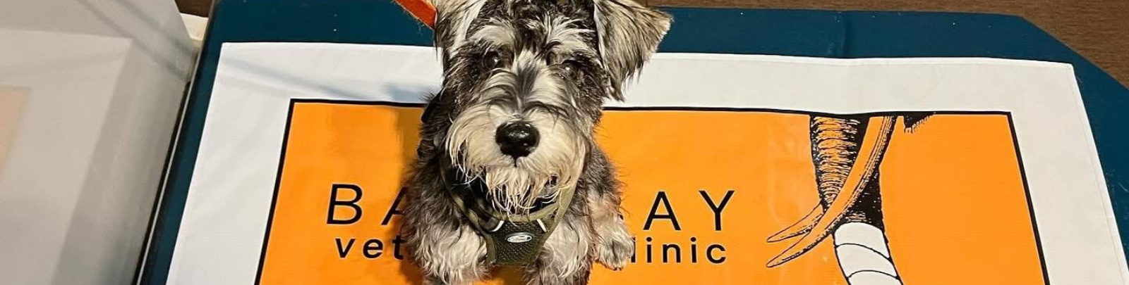 Dog laying on a scale