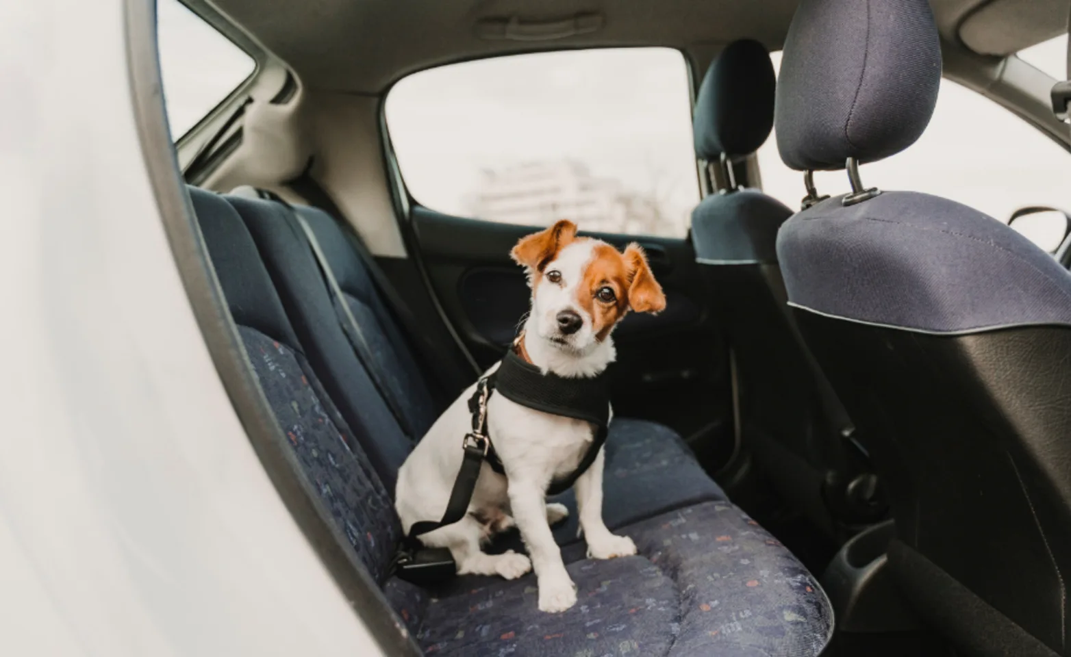 Small dog with dog harness sitting in a car