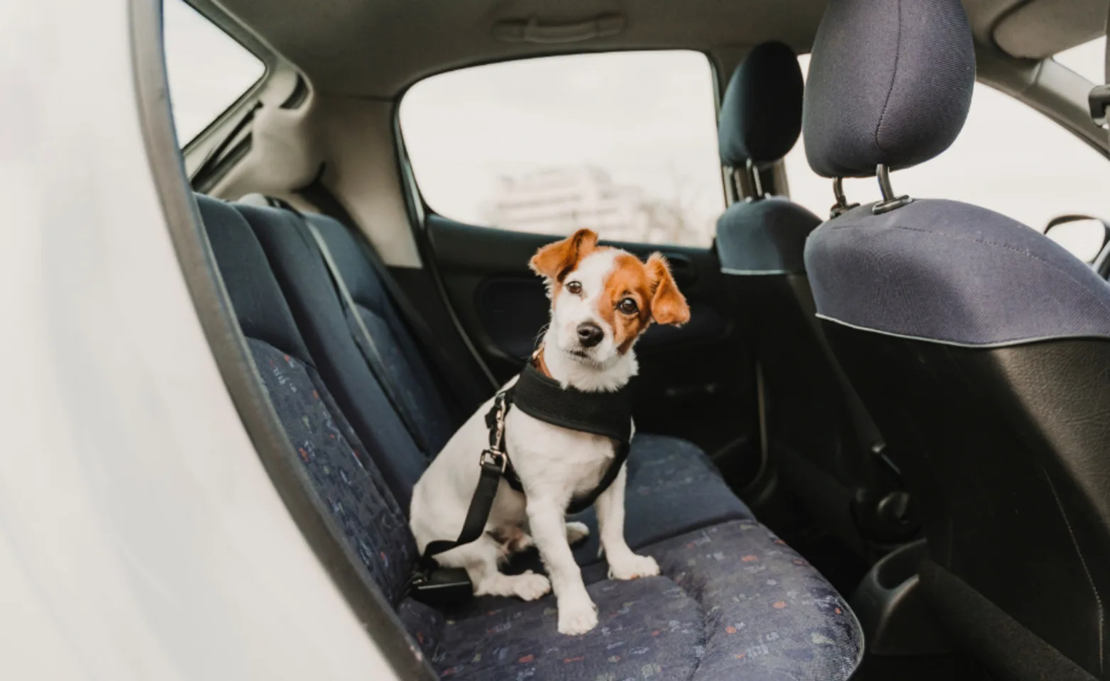 Small dog with dog harness sitting in a car Small dog with dog harness sitting in a car
