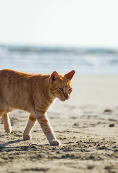 Cat walking on the beach.
