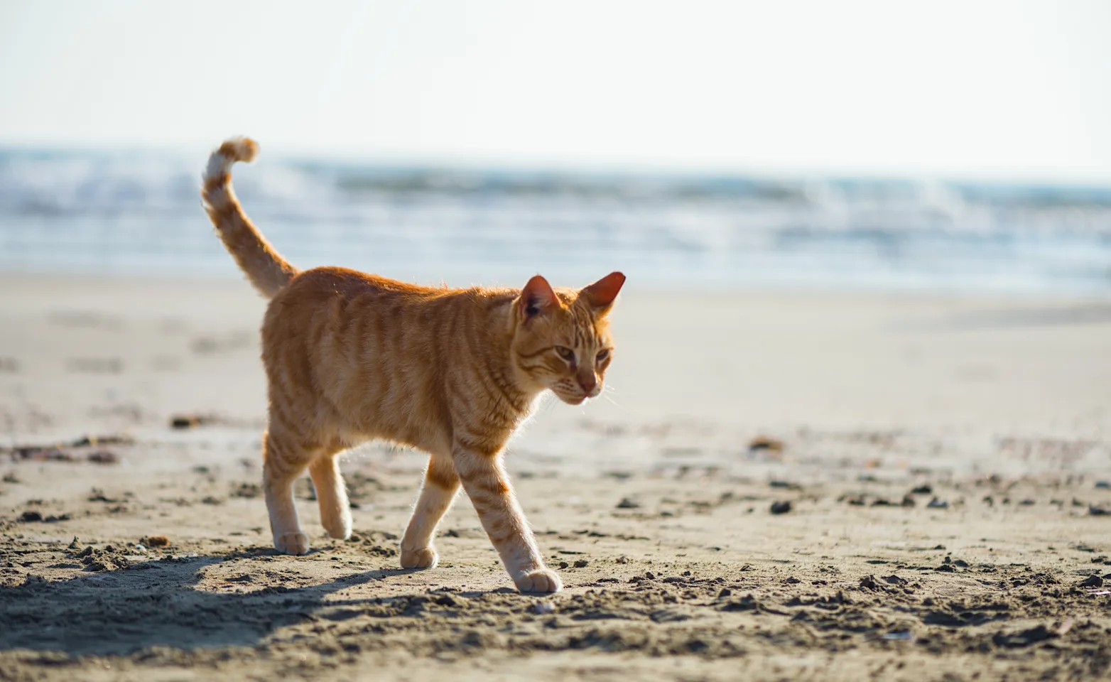 Cat walking on the beach.