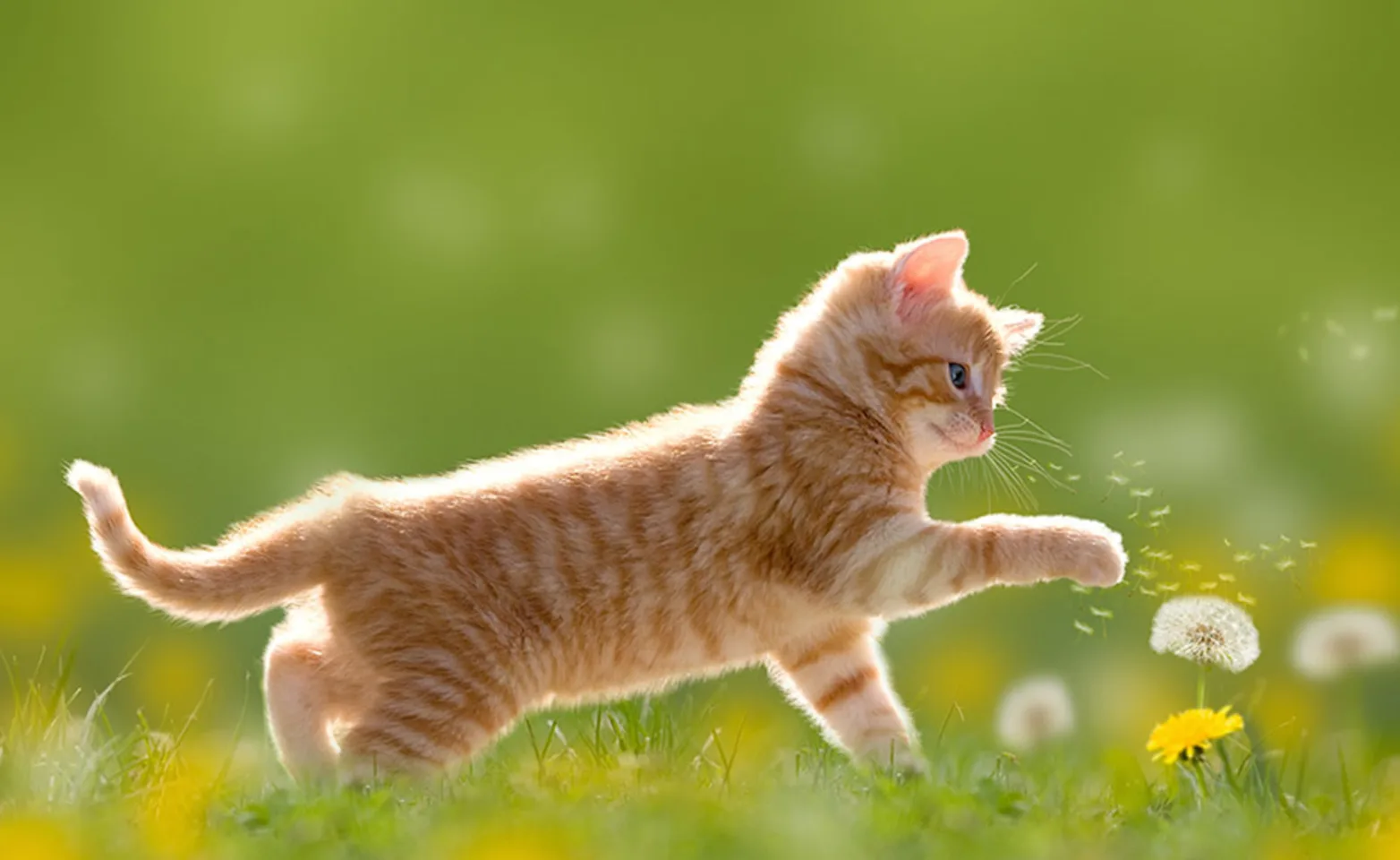 Cat playing with a dandelion in a grass field. Cat playing with a dandelion in a grass field.