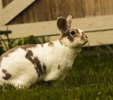 Dex, Rex Rabbit Dex, Rex Rabbit