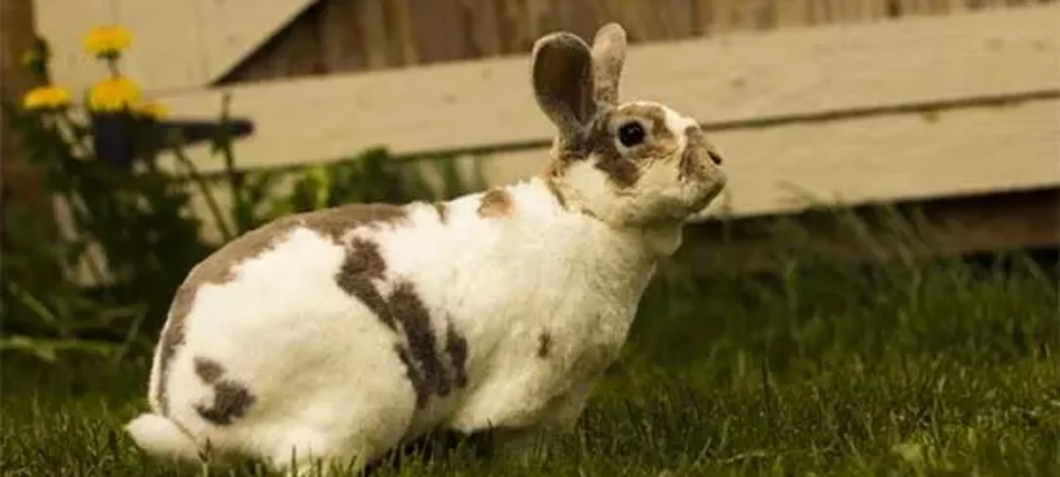 Dex, Rex Rabbit Dex, Rex Rabbit