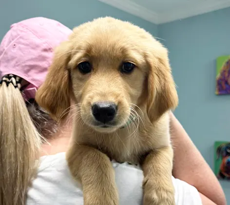 Golden retriever in a client's arms Golden retriever in a client's arms