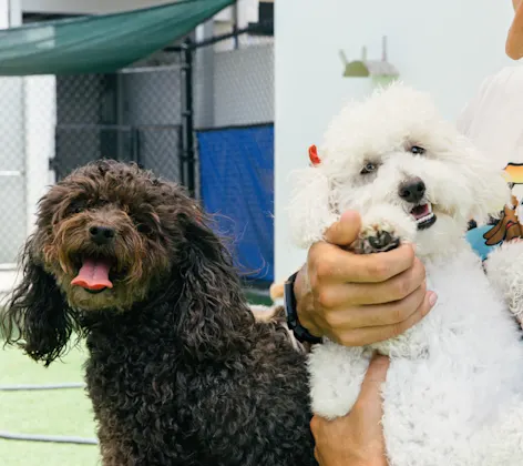 Two happy dogs