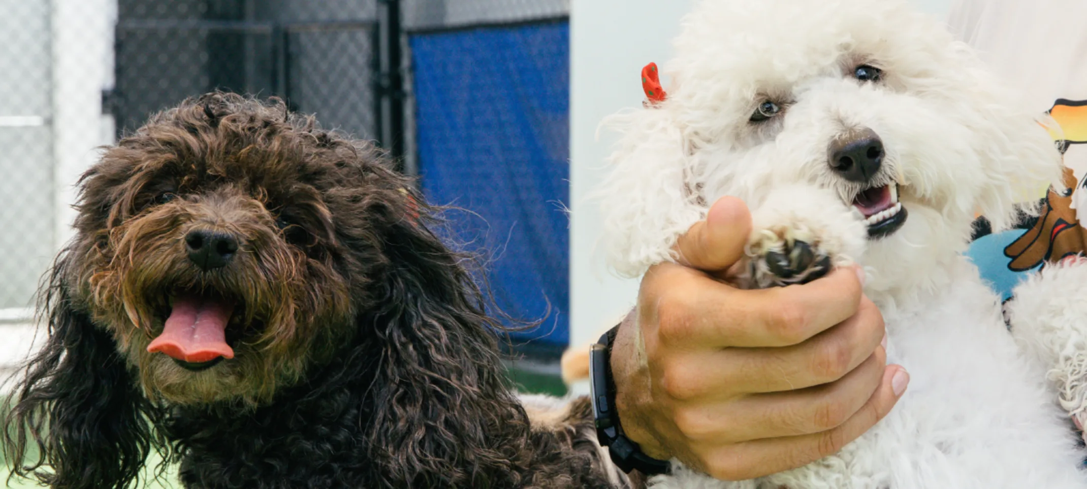Two happy dogs Two happy dogs