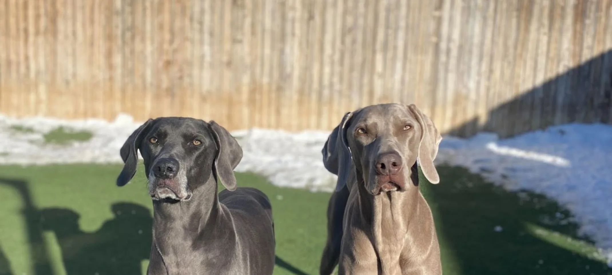 Three Big Dogs Standing Together on Grass Three Big Dogs Standing Together on Grass