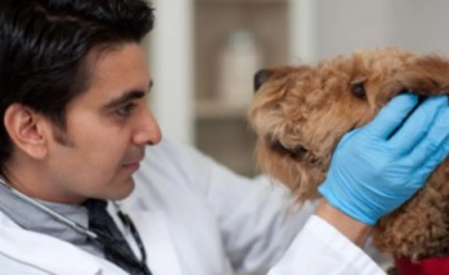 a doctor looks into the face of a dog