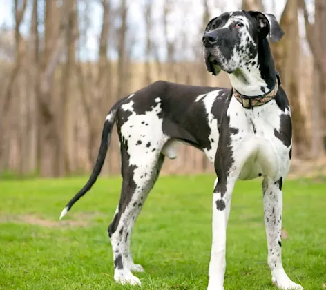 Large great dane standing on grass lawn with trees in the background Large great dane standing on grass lawn with trees in the background