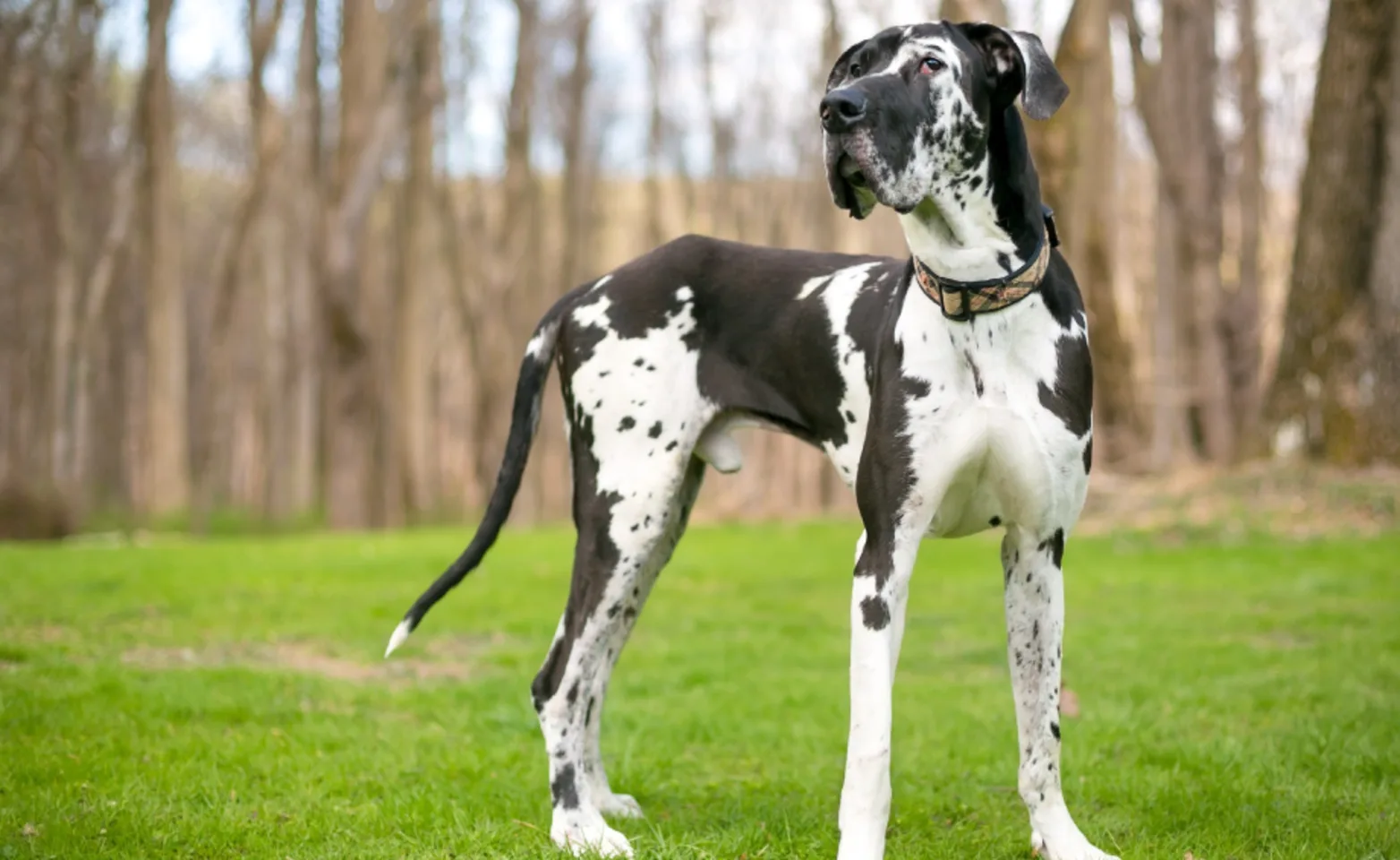 Large great dane standing on grass lawn with trees in the background Large great dane standing on grass lawn with trees in the background