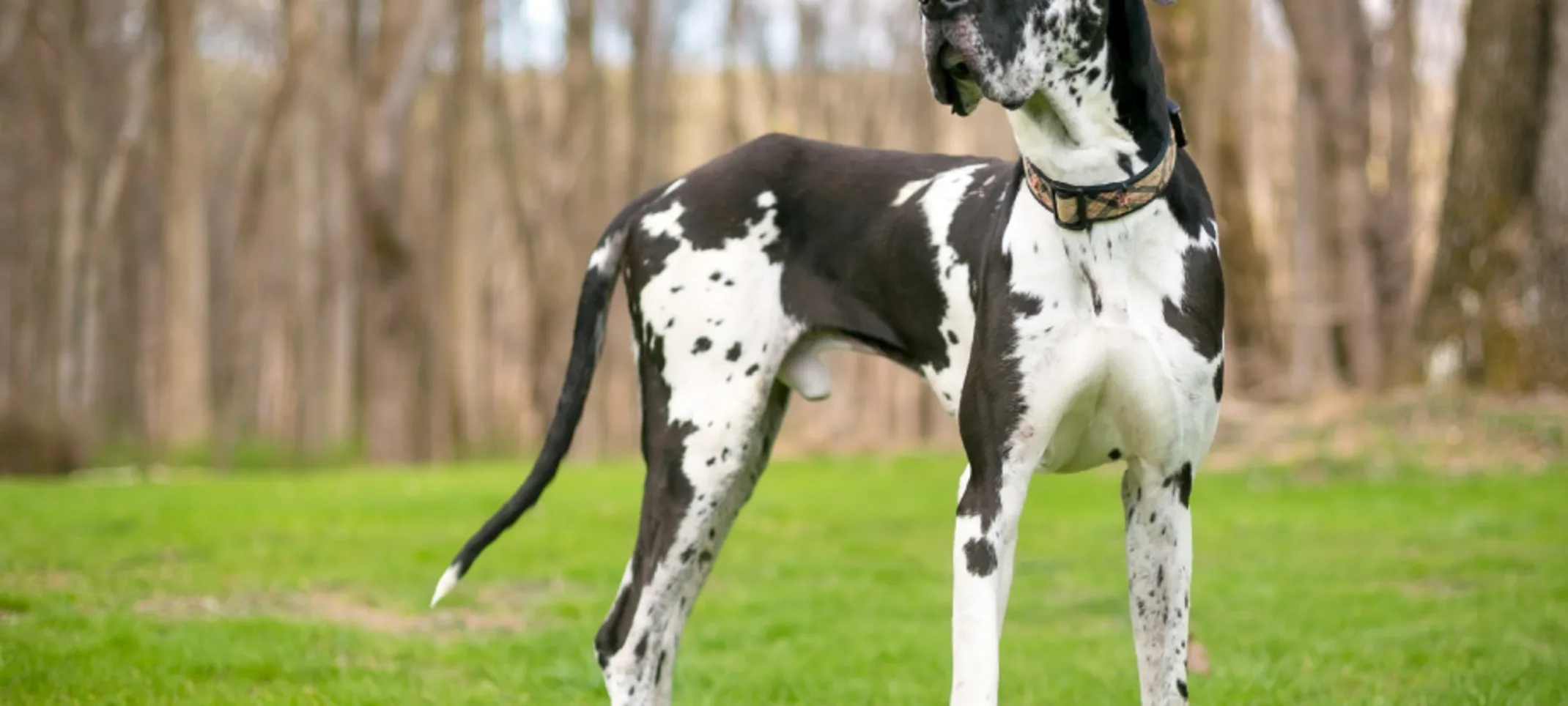 Large great dane standing on grass lawn with trees in the background
