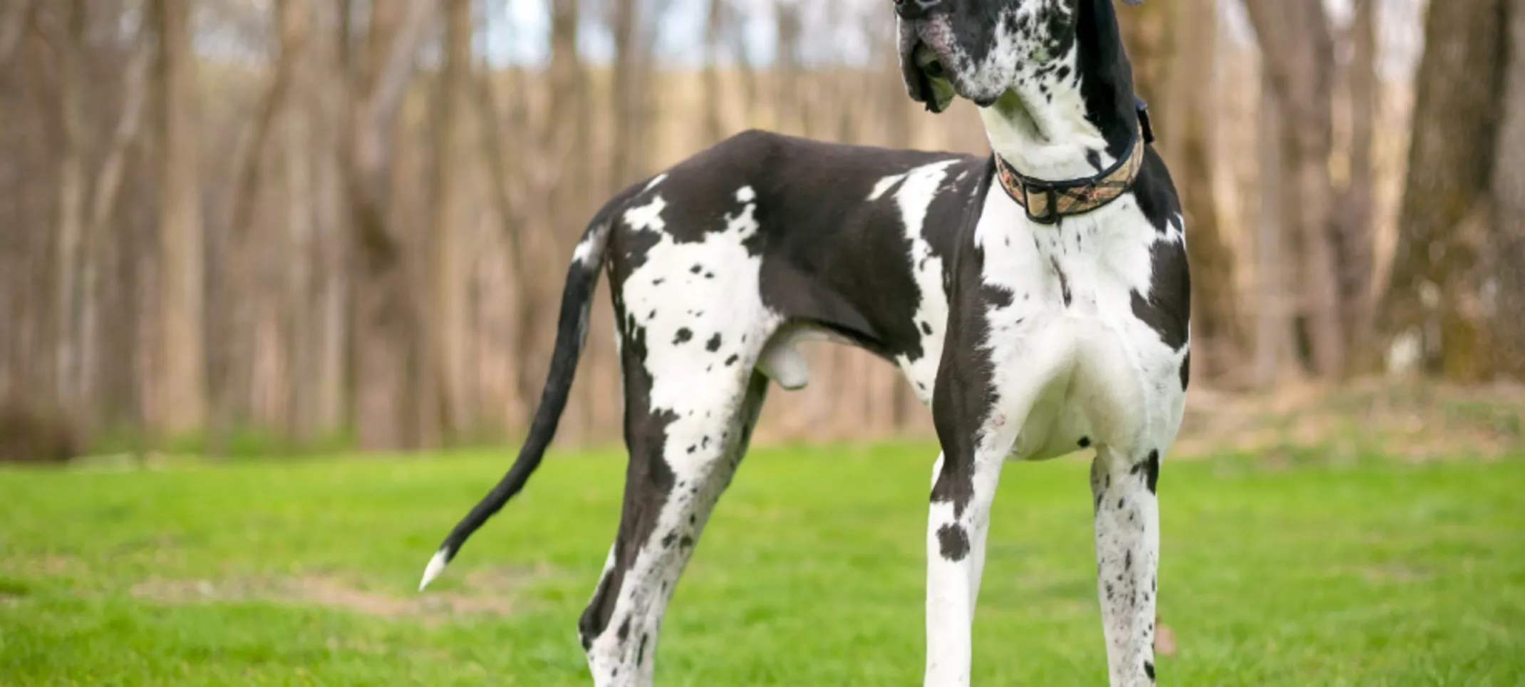 Large great dane standing on grass lawn with trees in the background Large great dane standing on grass lawn with trees in the background