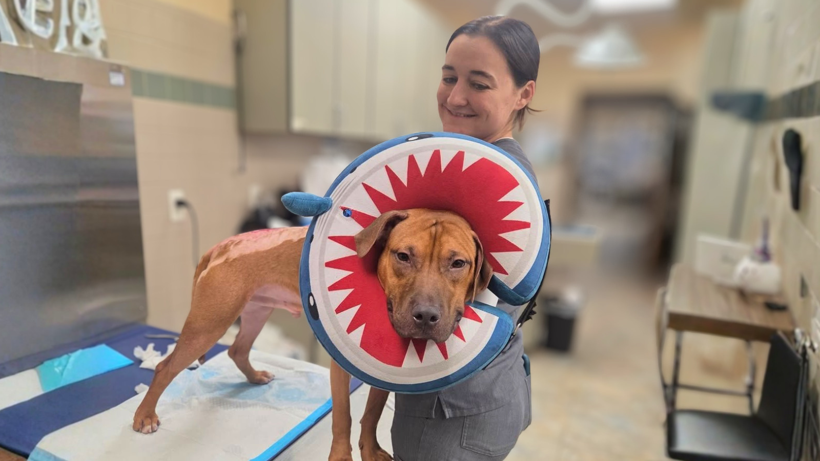 Arrow survived a house fire — and found a family at Oakhurst Veterinary Hospital