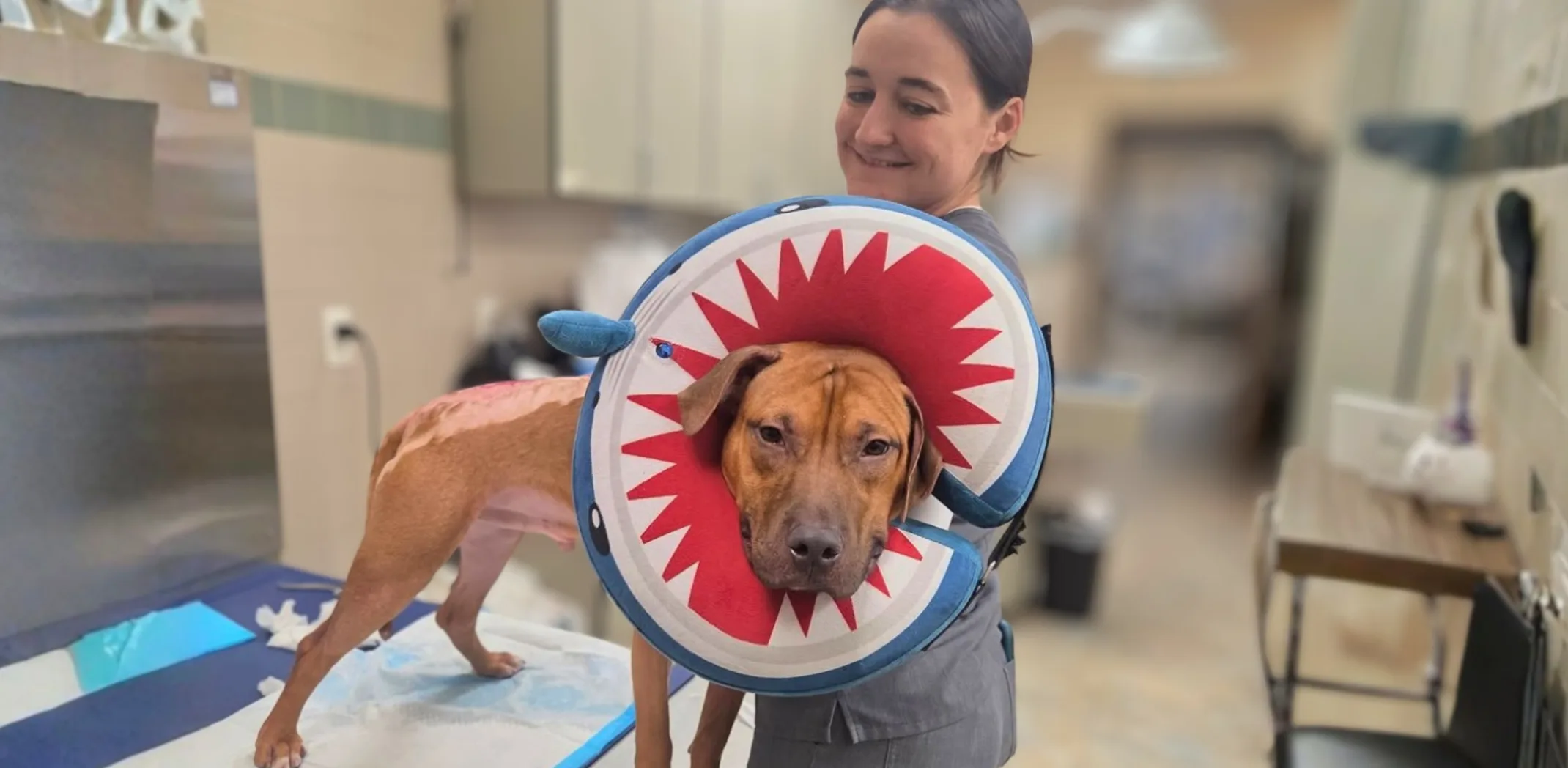 Arrow survived a house fire — and found a family at Oakhurst Veterinary Hospital Arrow survived a house fire — and found a family at Oakhurst Veterinary Hospital