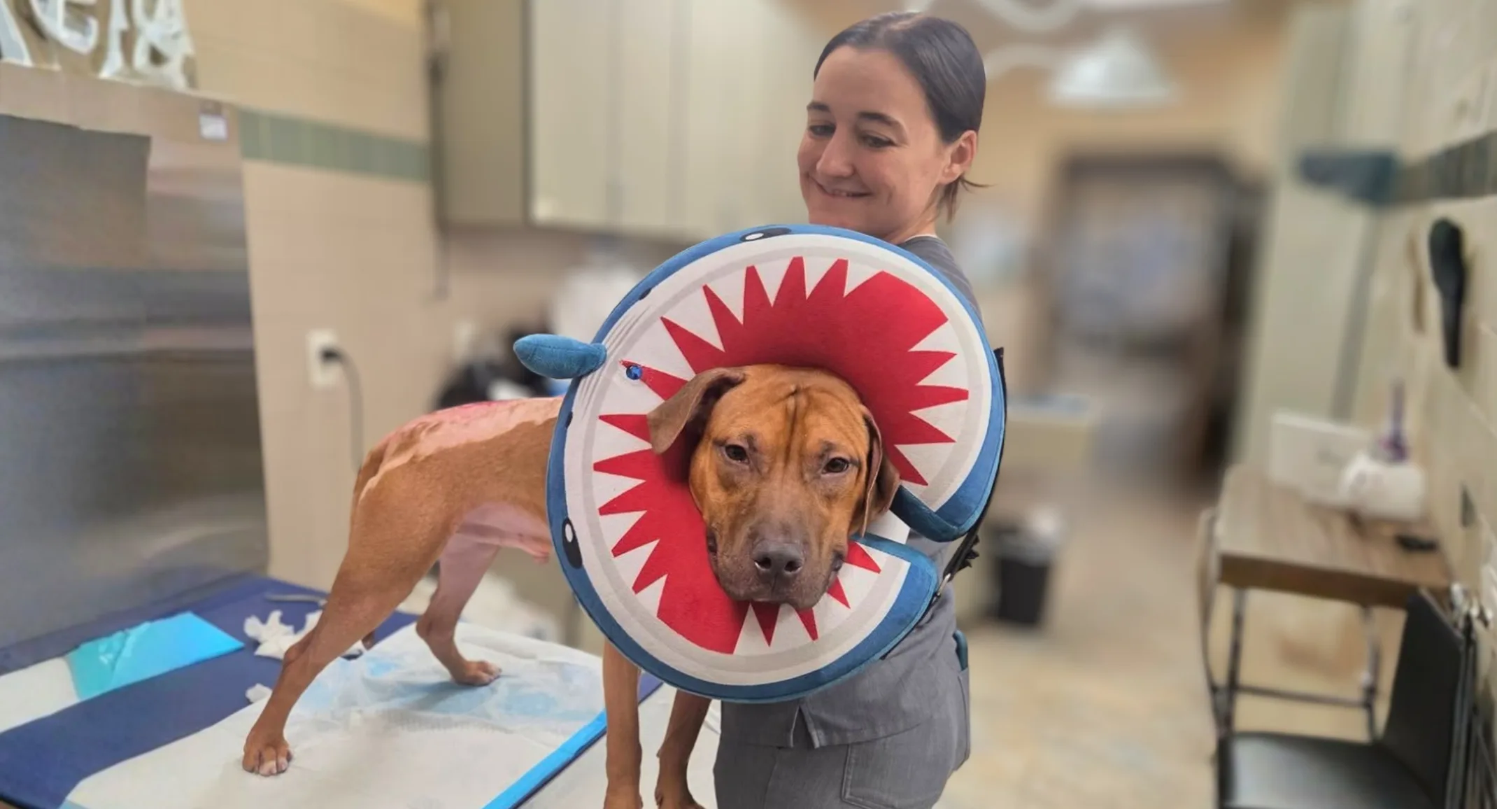 Arrow survived a house fire — and found a family at Oakhurst Veterinary Hospital Arrow survived a house fire — and found a family at Oakhurst Veterinary Hospital