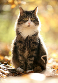Gray Cat Sitting Outside on Leaves