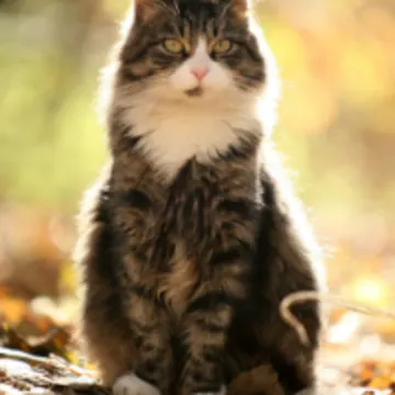 Gray Cat Sitting Outside on Leaves Gray Cat Sitting Outside on Leaves