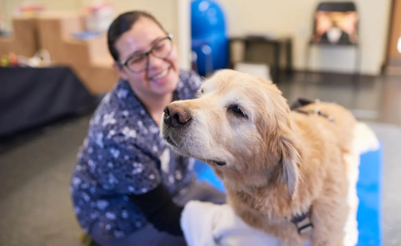 Veterinarian Examining a Light Brown Dog Veterinarian Examining a Light Brown Dog
