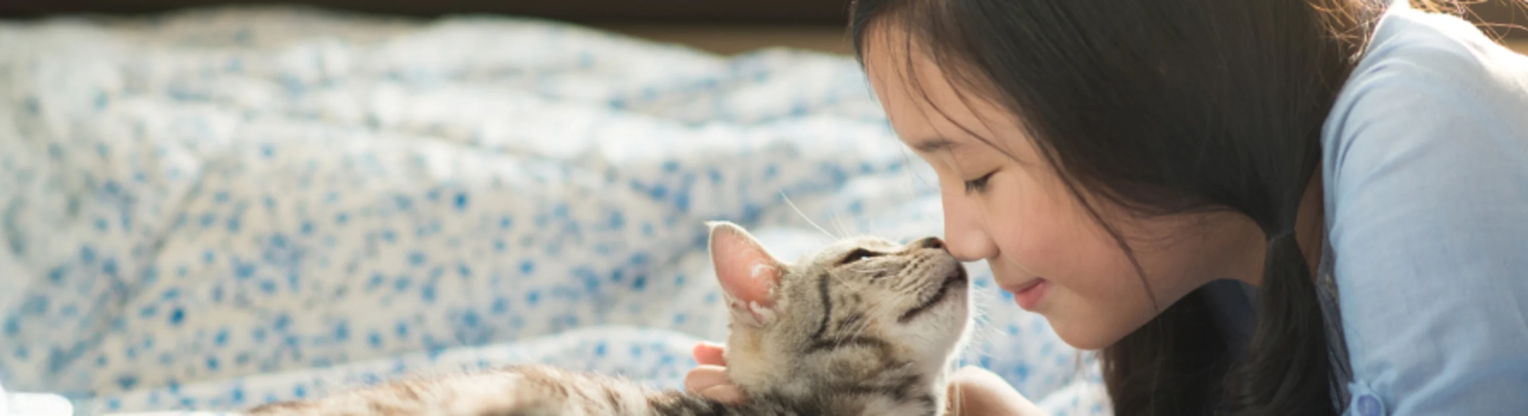 Girl Touching Noses with a Gray Cat on a Bed Girl Touching Noses with a Gray Cat on a Bed