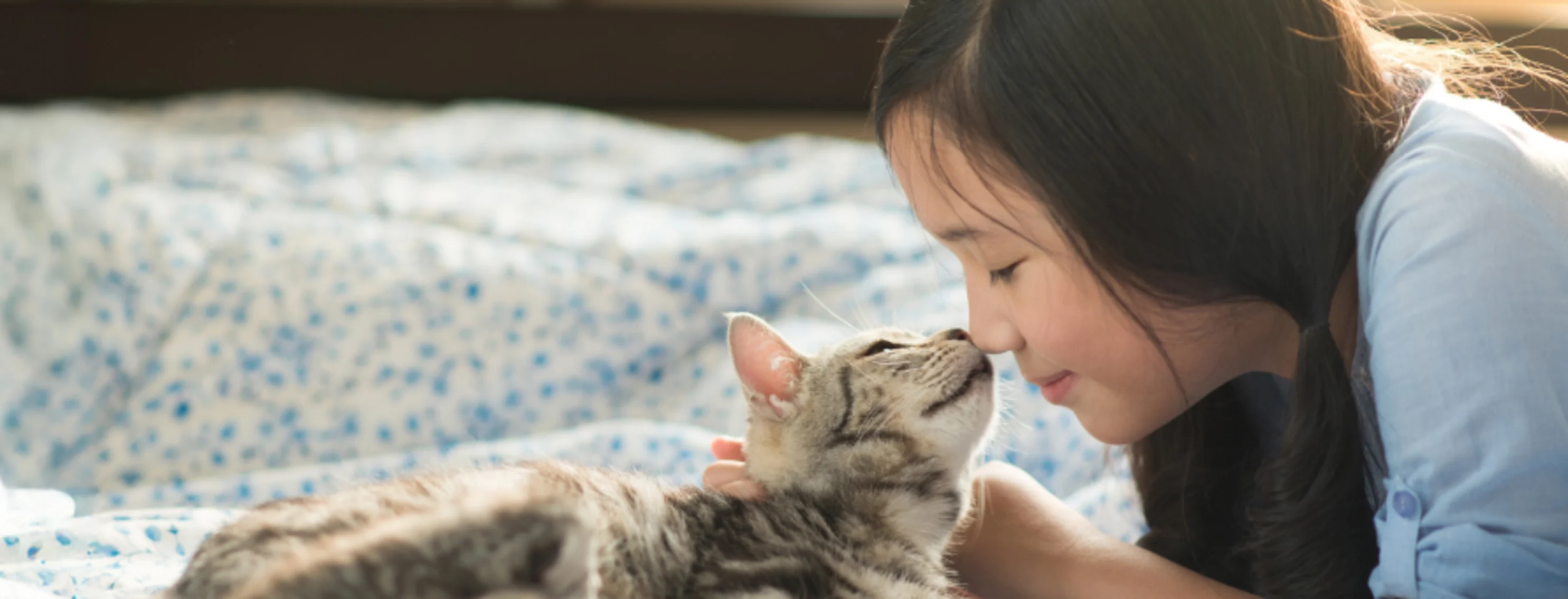 Girl Touching Noses with a Gray Cat on a Bed Girl Touching Noses with a Gray Cat on a Bed
