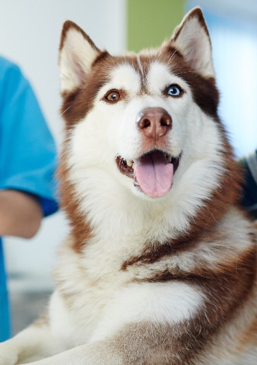 a husky with different color eyes having a checkup