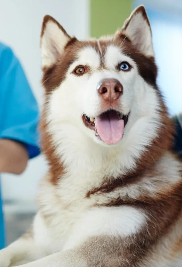 a husky with different color eyes having a checkup a husky with different color eyes having a checkup