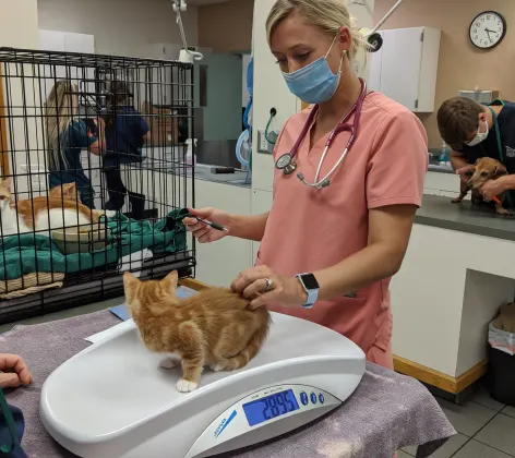 Staff with kitten on scale