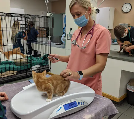 Staff with kitten on scale Staff with kitten on scale