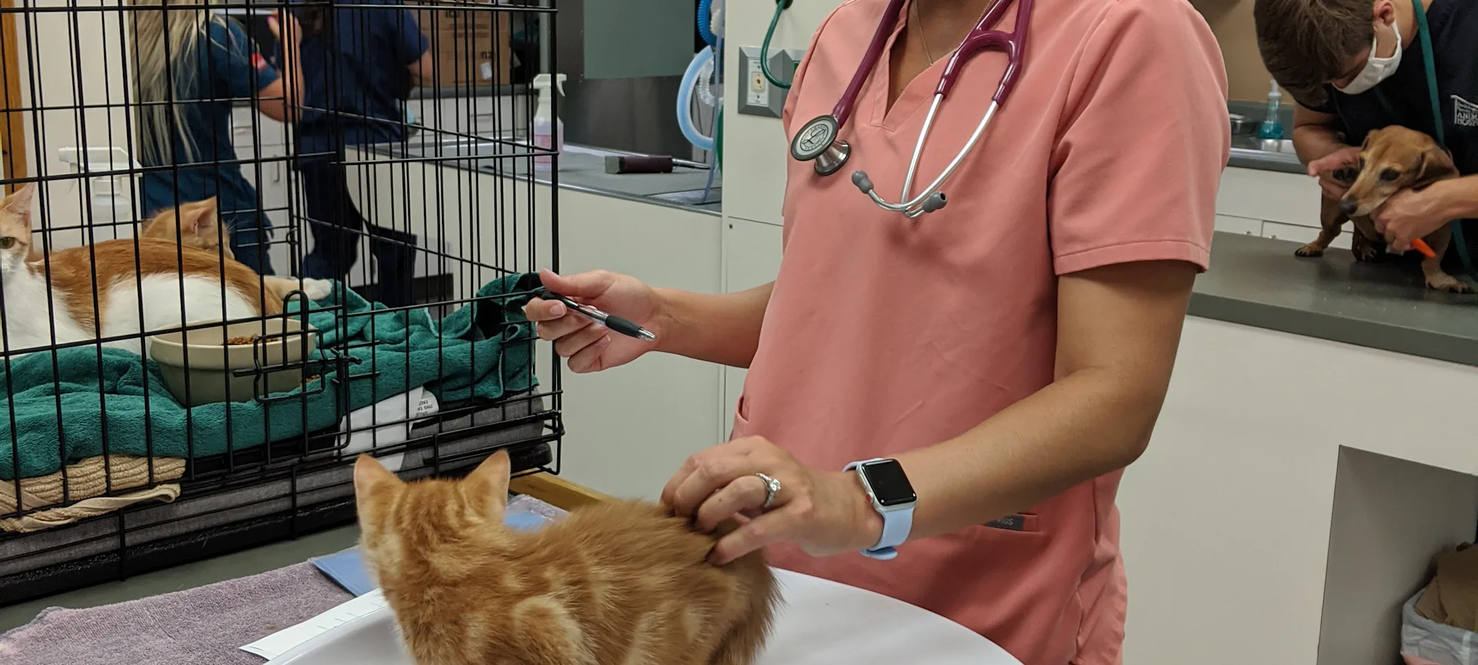 Staff with kitten on scale Staff with kitten on scale