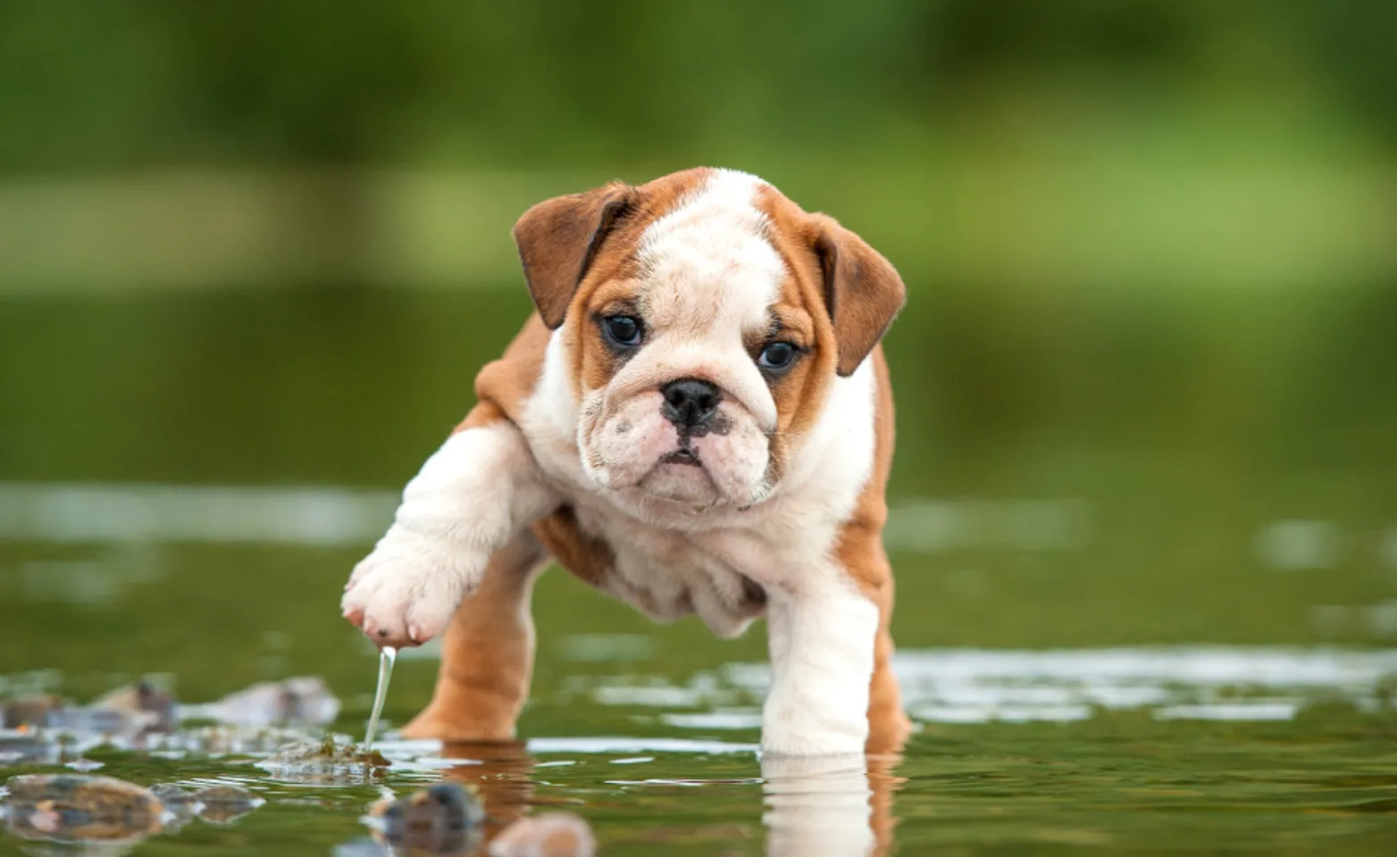 English bulldog puppy standing in shallow creek bed English bulldog puppy standing in shallow creek bed