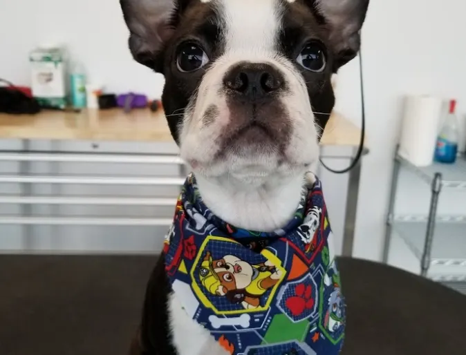 Dog with bandana