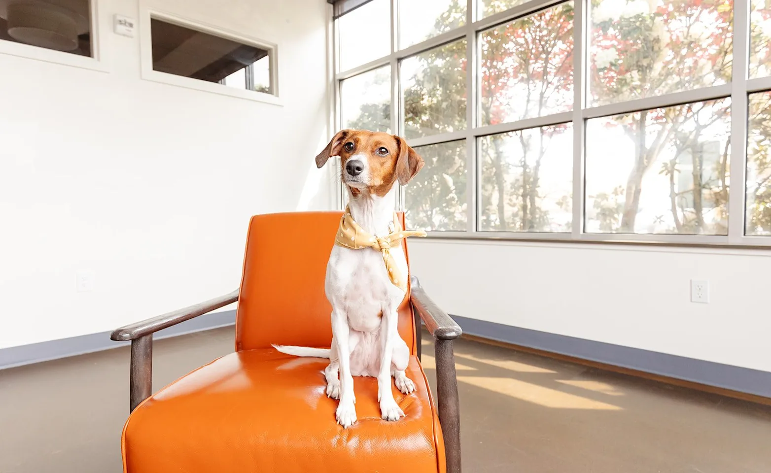 Dog with a bandana sitting on a around chair Dog with a bandana sitting on a around chair