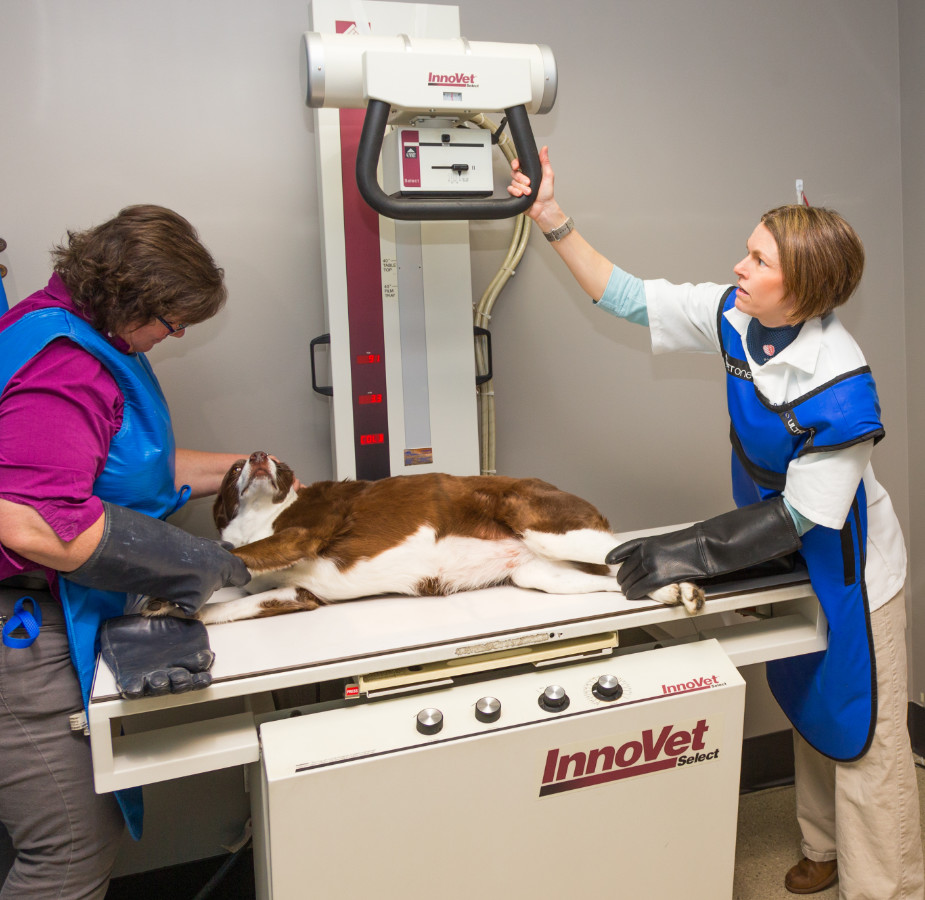 Brown and white dog laying down for a scan