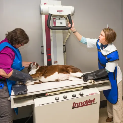 Brown and white dog laying down for a scan