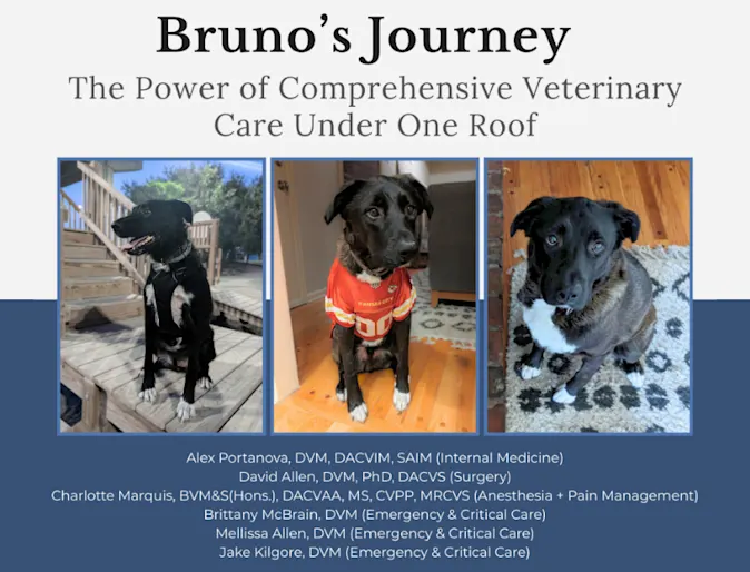 Bruno’s Journey: The Power of Comprehensive Care Under One Roof Bruno’s Journey: The Power of Comprehensive Care Under One Roof