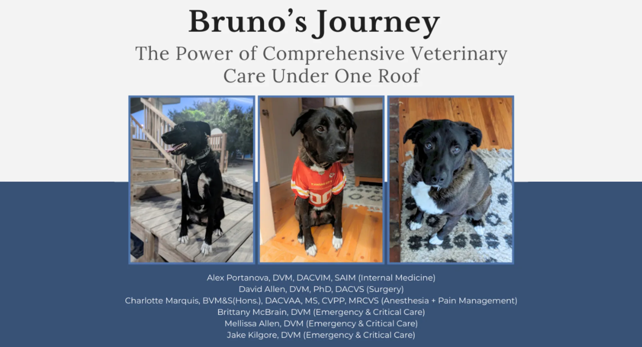 Bruno’s Journey: The Power of Comprehensive Care Under One Roof Bruno’s Journey: The Power of Comprehensive Care Under One Roof