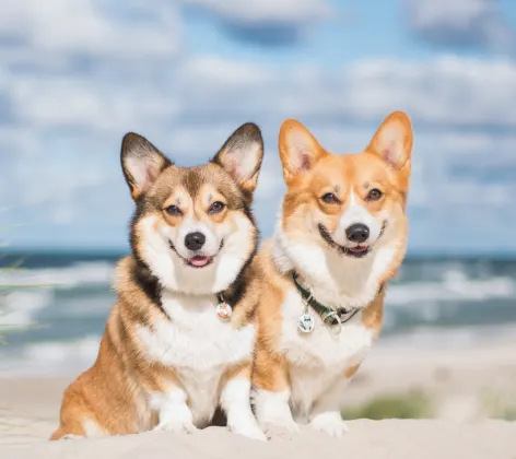 Two Corgi's sitting on the beach with their Renewal Tags on. 