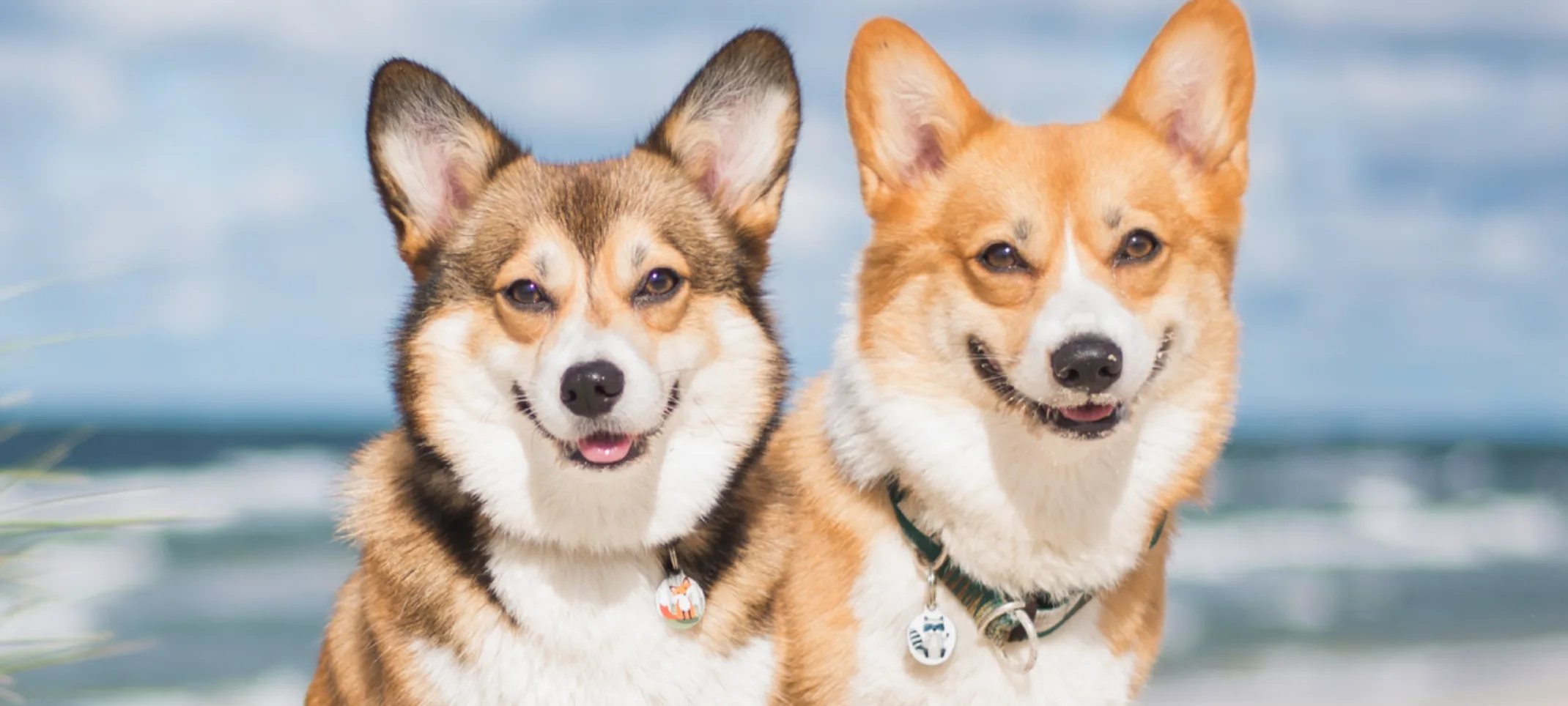 Two Corgi's sitting on the beach with their Renewal Tags on. Two Corgi's sitting on the beach with their Renewal Tags on.
